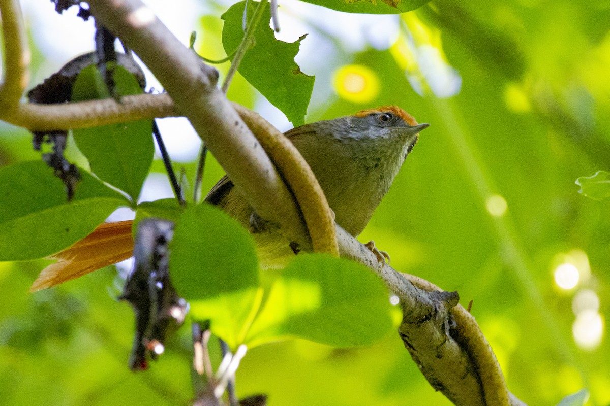 Rufous-capped Spinetail - ML633912214