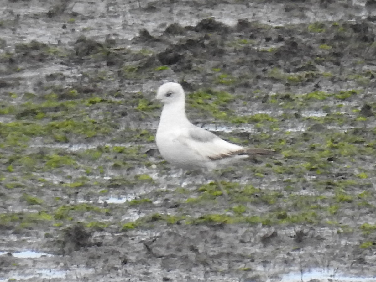 Common Gull - ML633912220