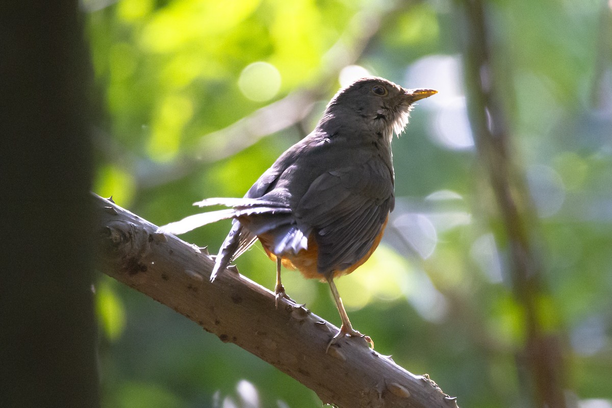 Rufous-bellied Thrush - ML633912248
