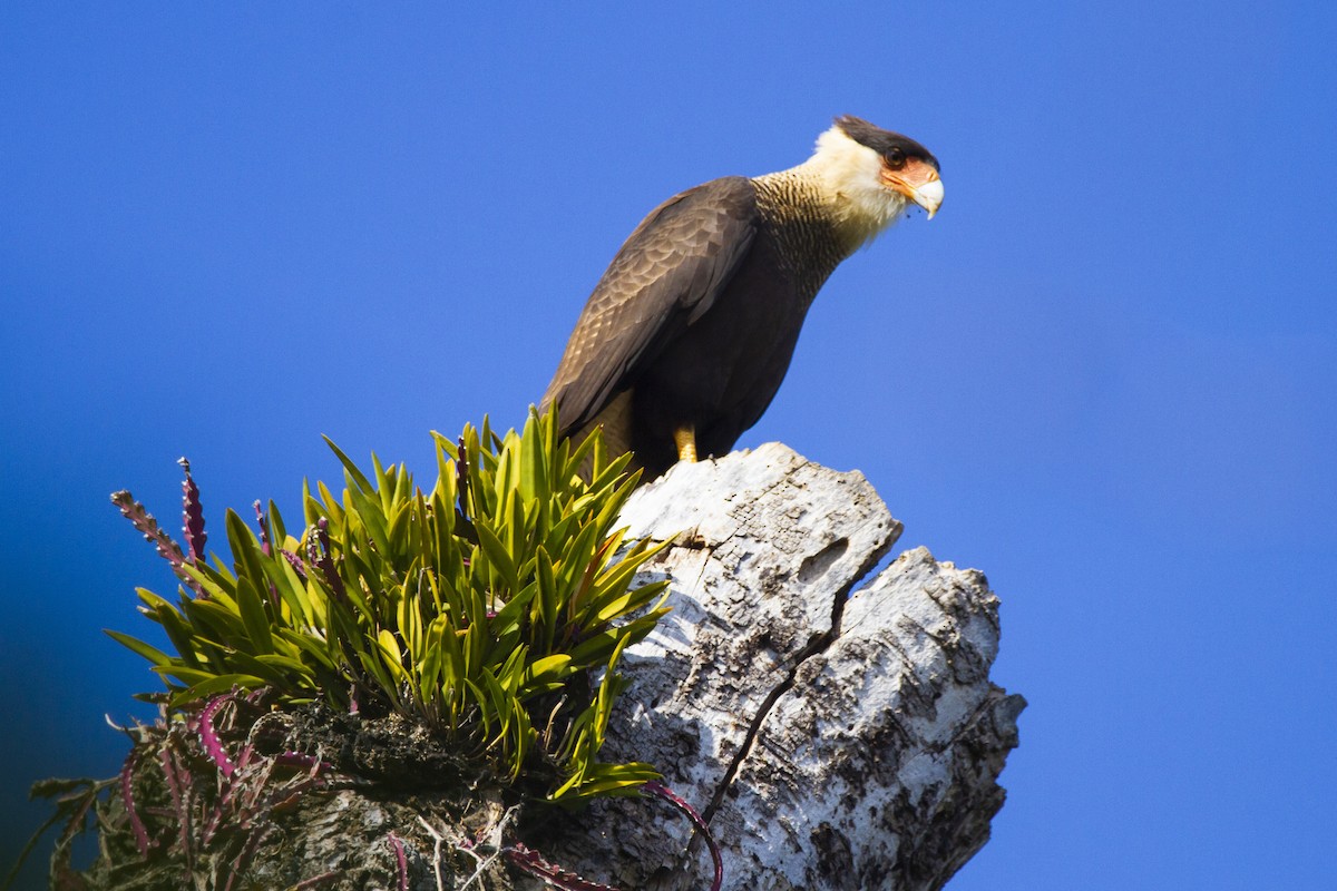 Crested Caracara - ML633912281