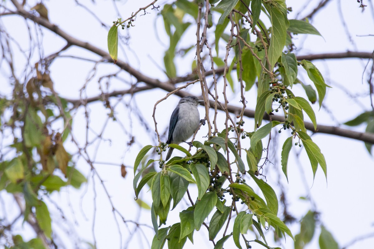 Chestnut-vented Conebill - ML633912301