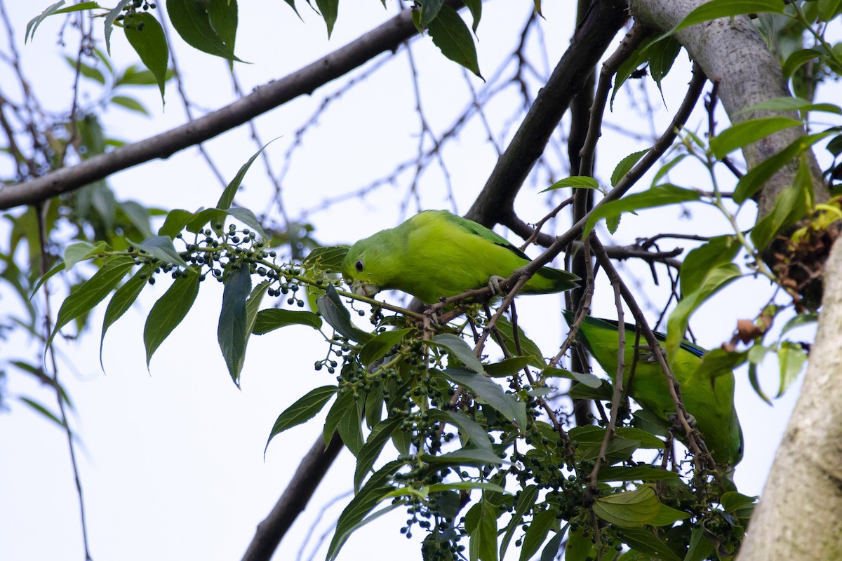 Cobalt-rumped Parrotlet - ML633912327