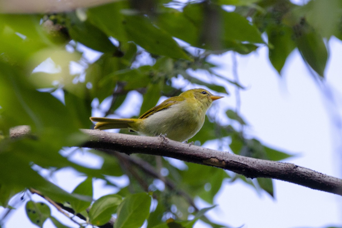 Rufous-headed Tanager - ML633912353