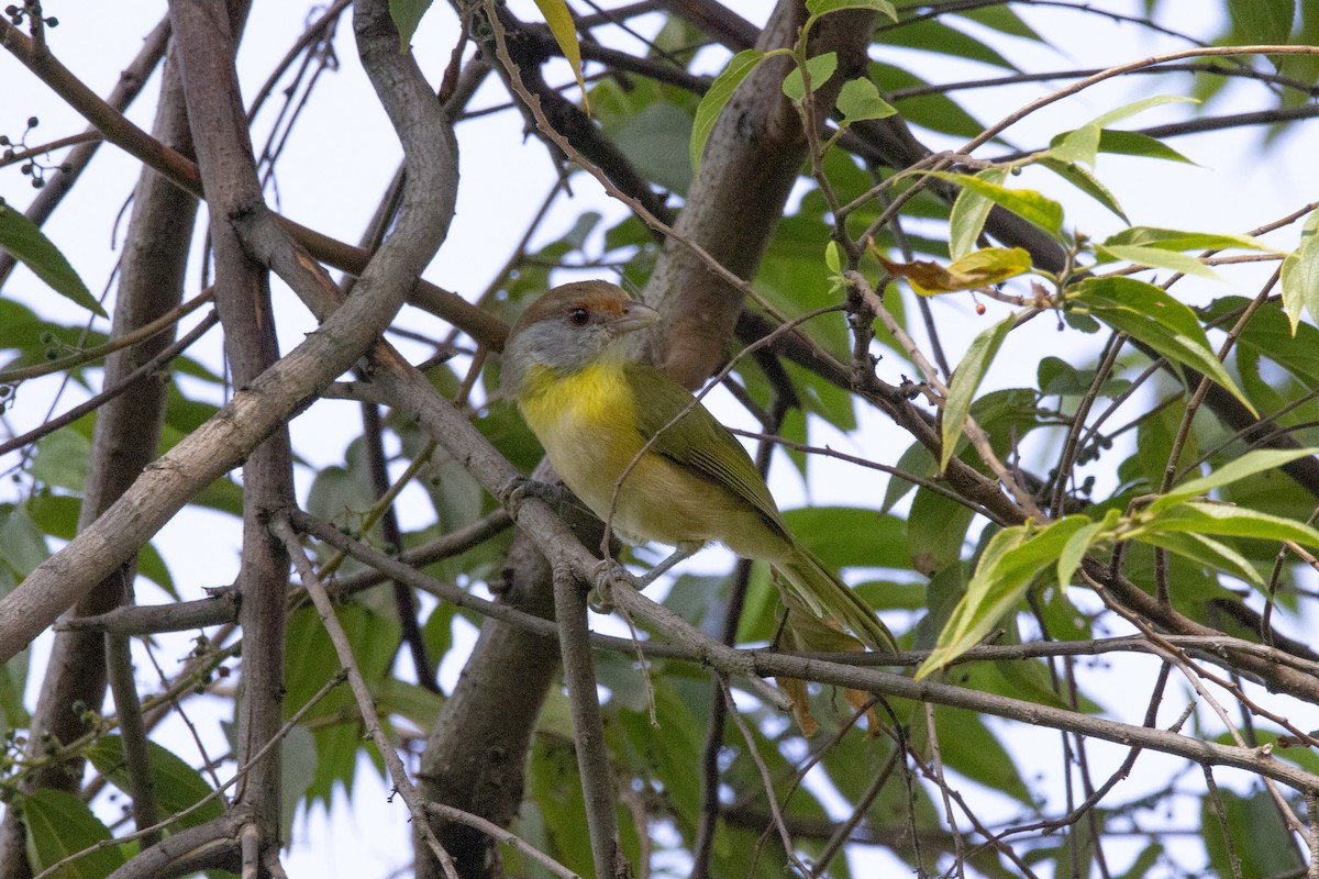 Rufous-browed Peppershrike - ML633912383