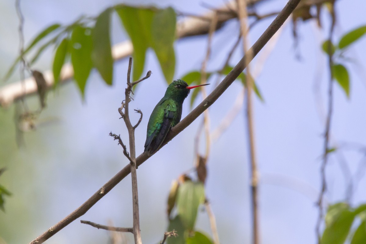 Glittering-bellied Emerald - ML633912406