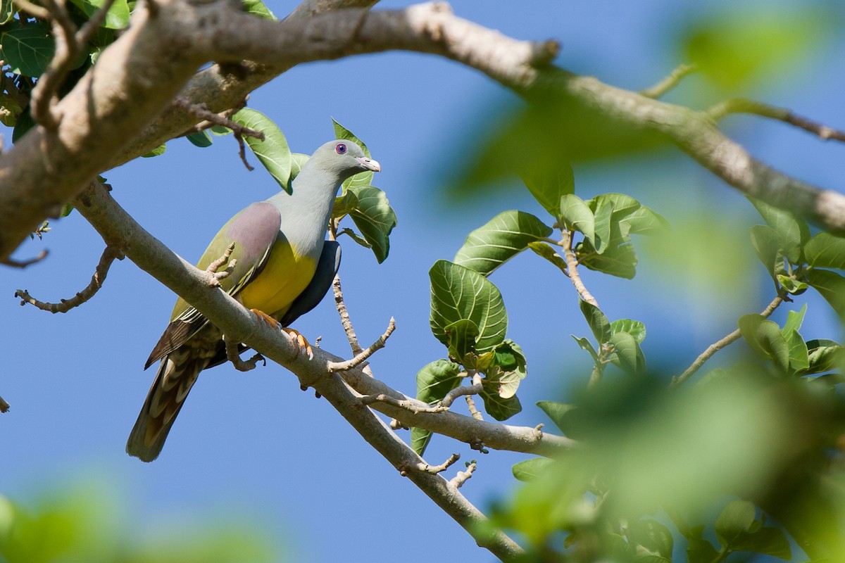 Bruce's Green-Pigeon - ML633912410