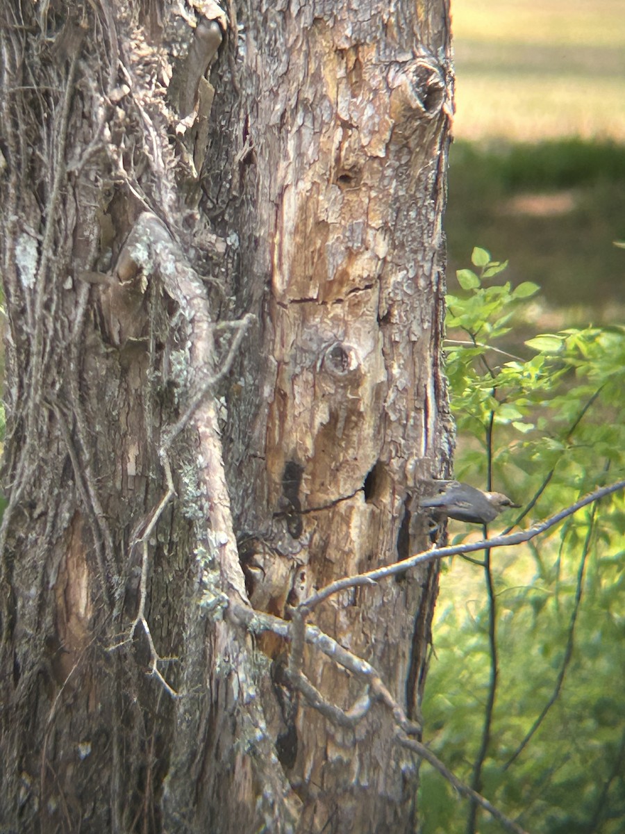 Brown-headed Nuthatch - ML633912430