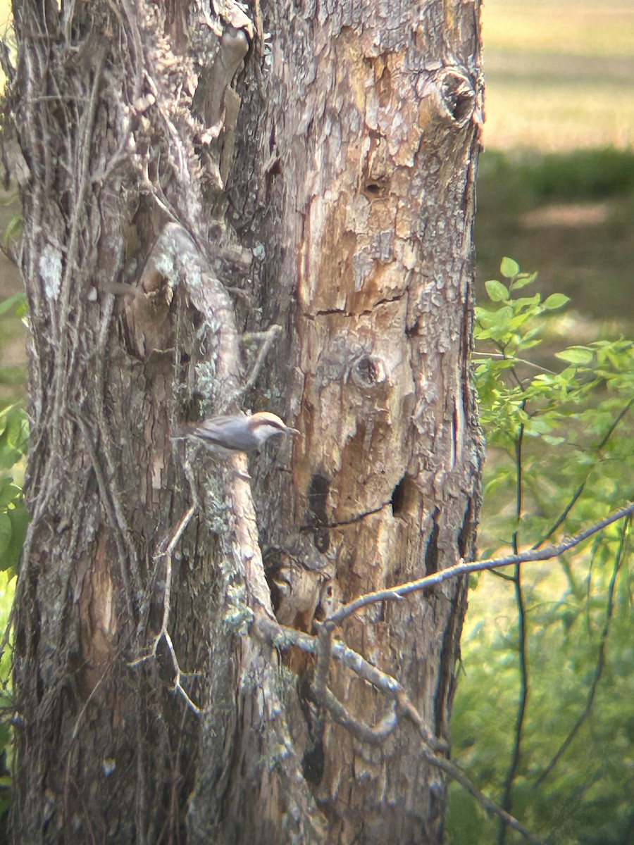 Brown-headed Nuthatch - ML633912440