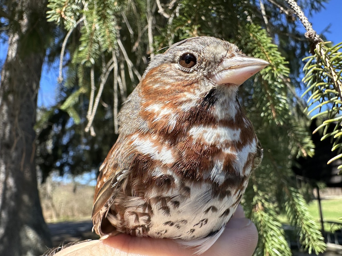 Fox Sparrow - ML633912441