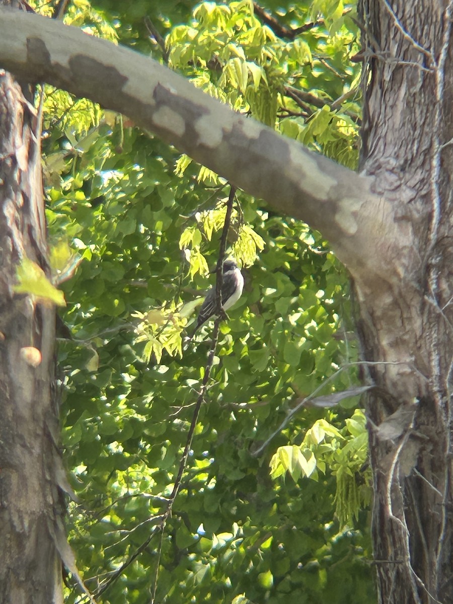 Eastern Kingbird - ML633912459