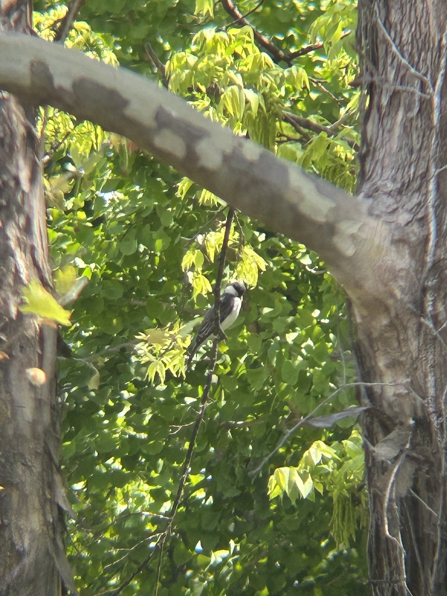 Eastern Kingbird - ML633912462