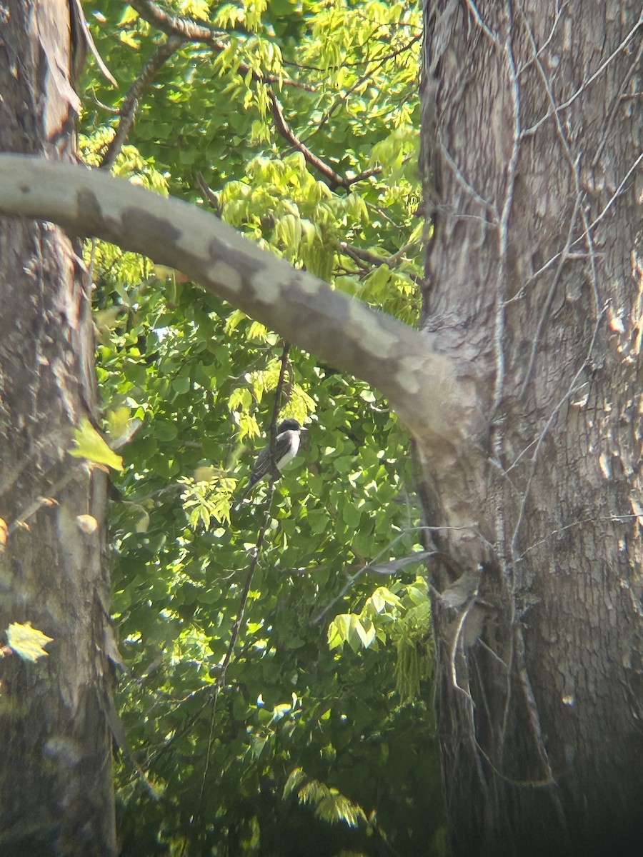 Eastern Kingbird - ML633912464