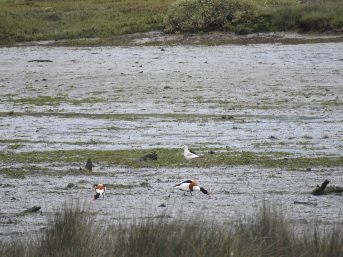 Common Gull - ML633912470
