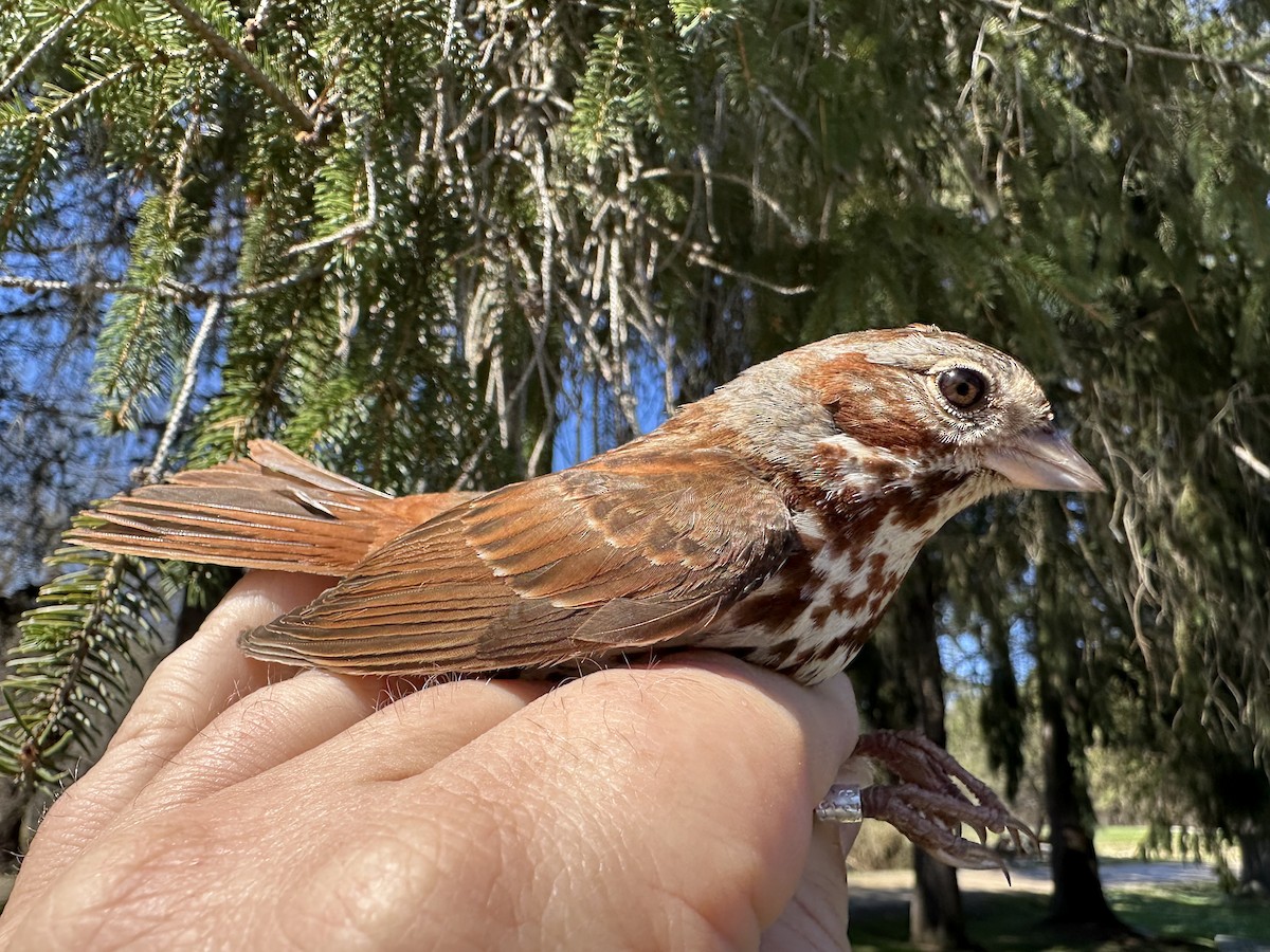 Fox Sparrow - ML633912473