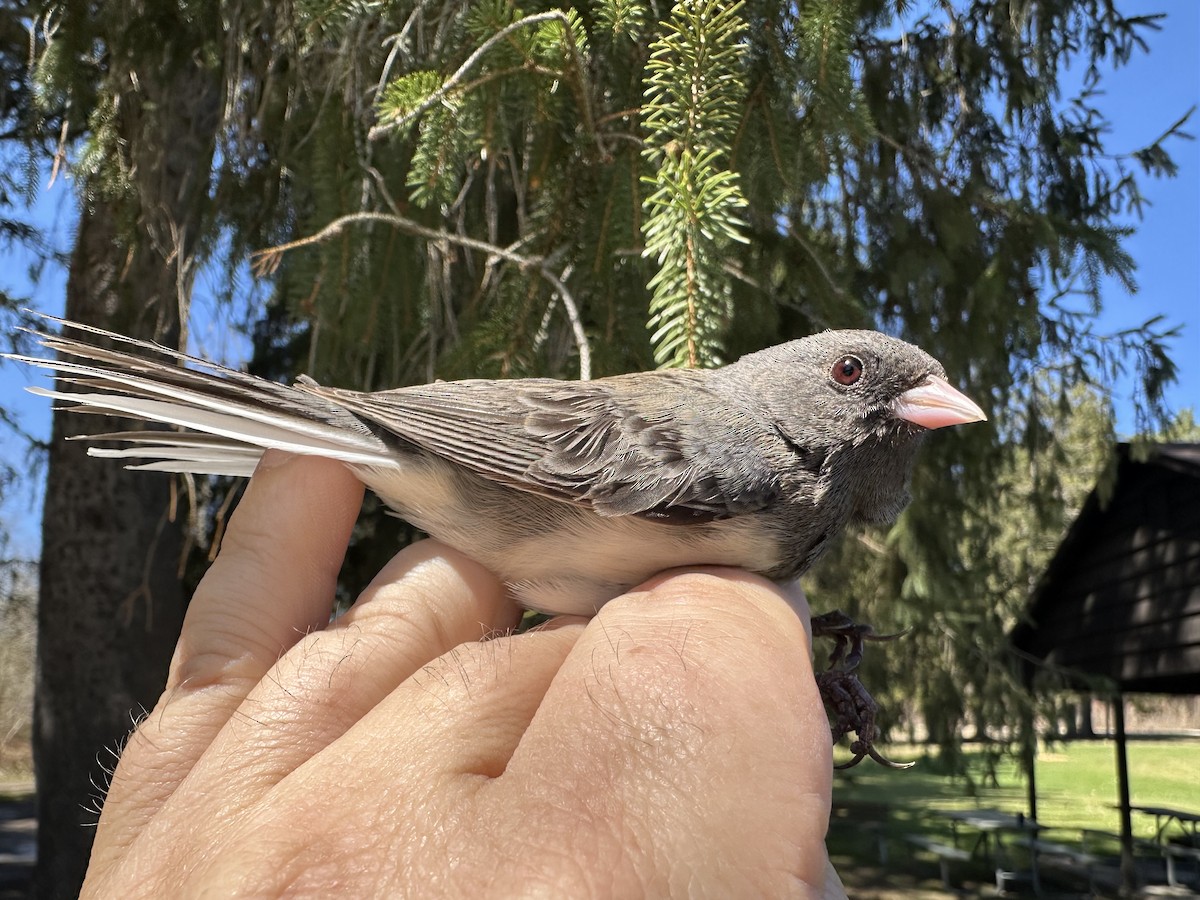 Dark-eyed Junco - ML633912530