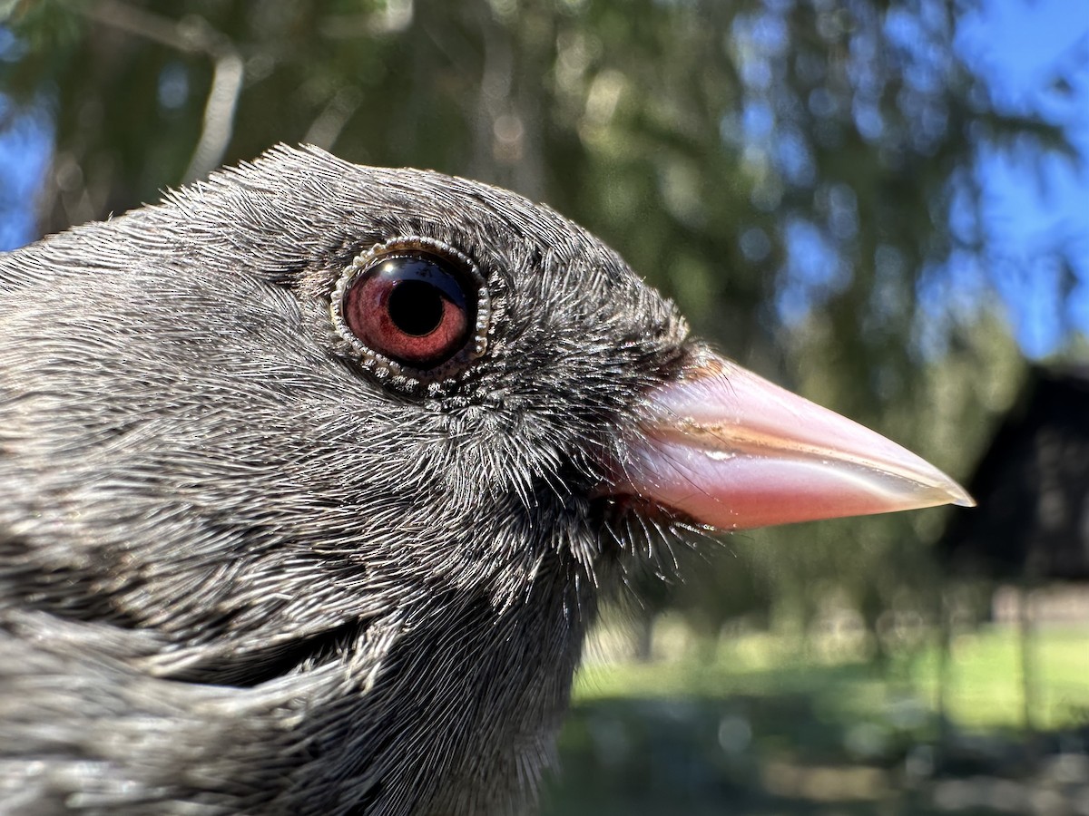 Dark-eyed Junco - ML633912531