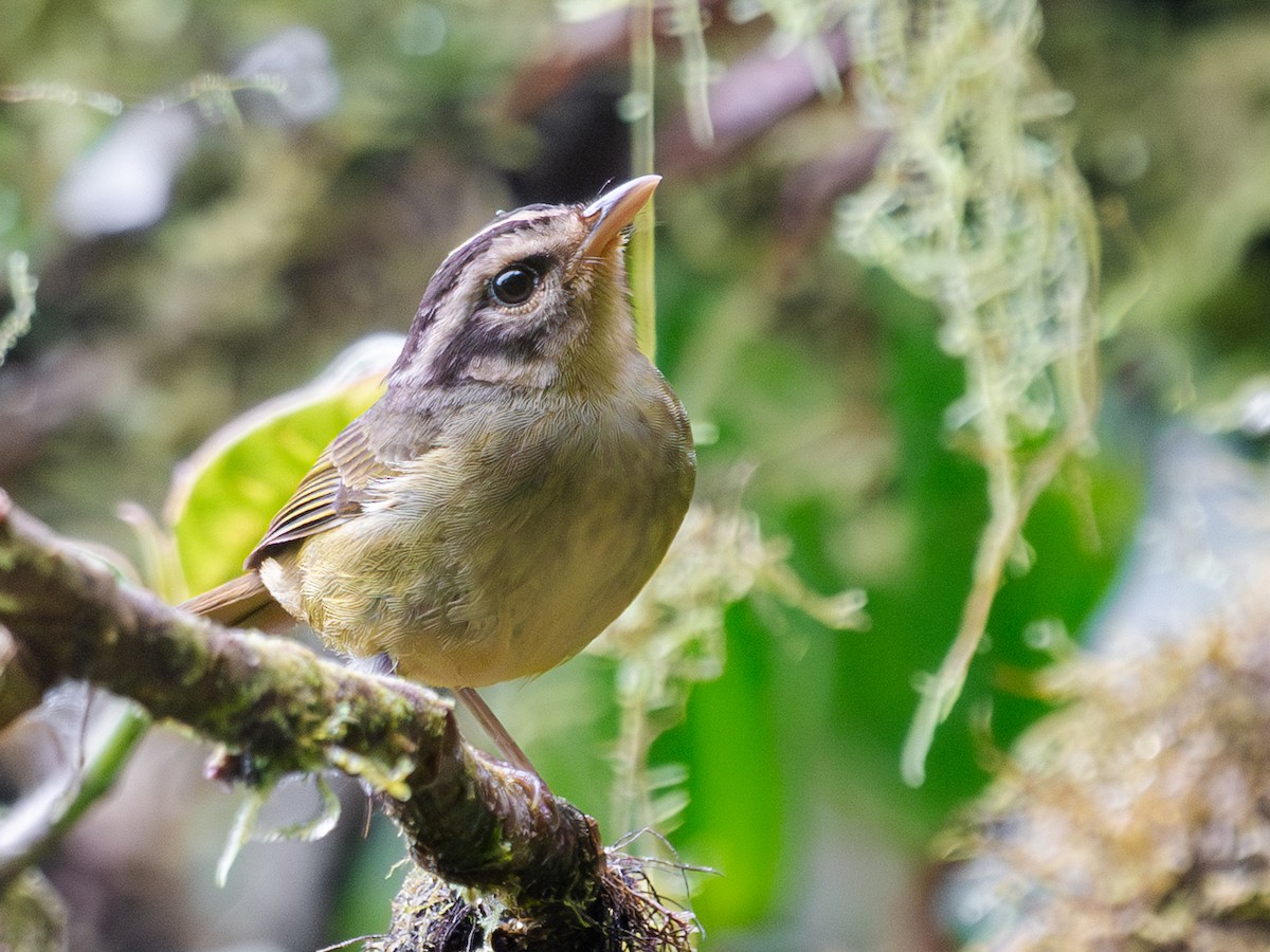 Costa Rican Warbler - ML633912687