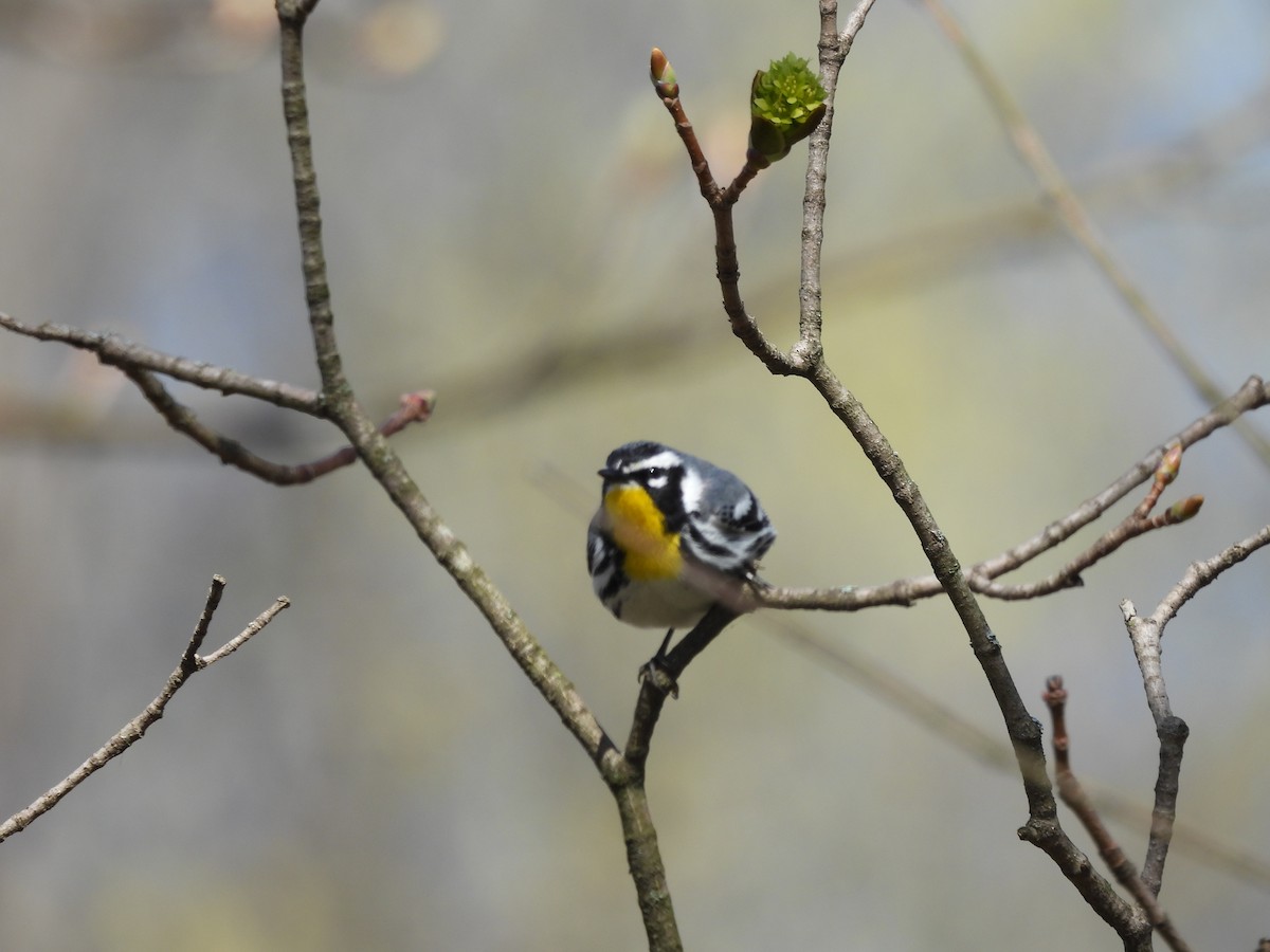 lesňáček zlatohrdlý - ML633912899