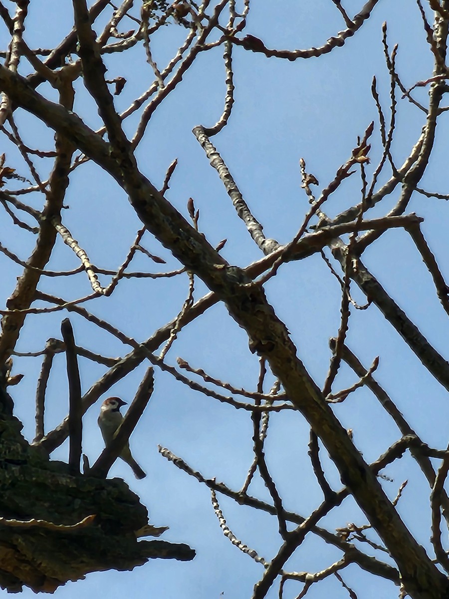 Eurasian Tree Sparrow - ML633912921