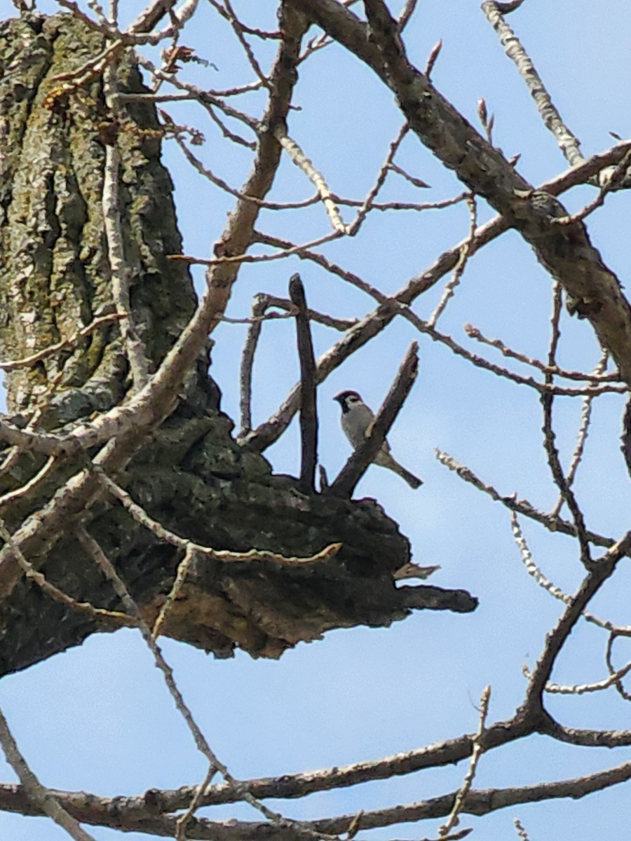 Eurasian Tree Sparrow - ML633912922