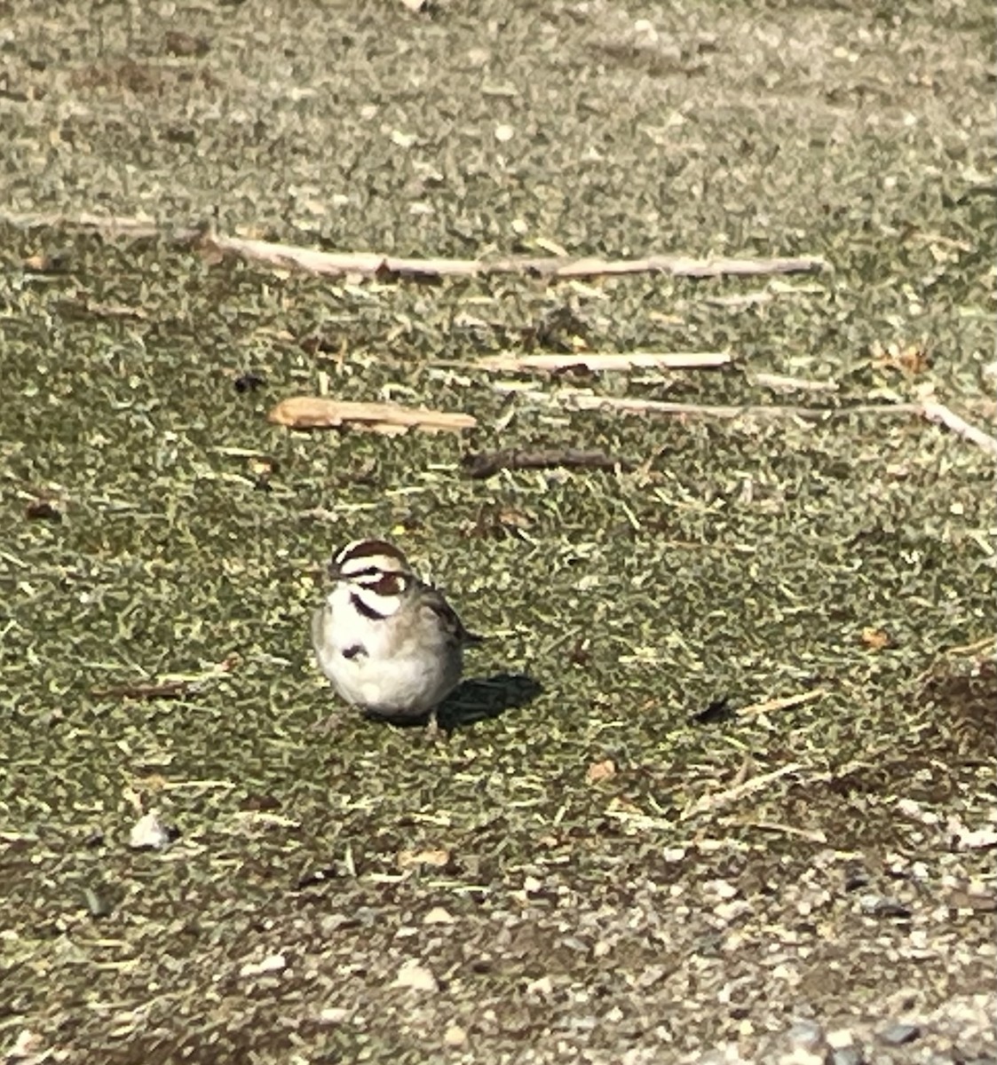 Lark Sparrow - ML633913026
