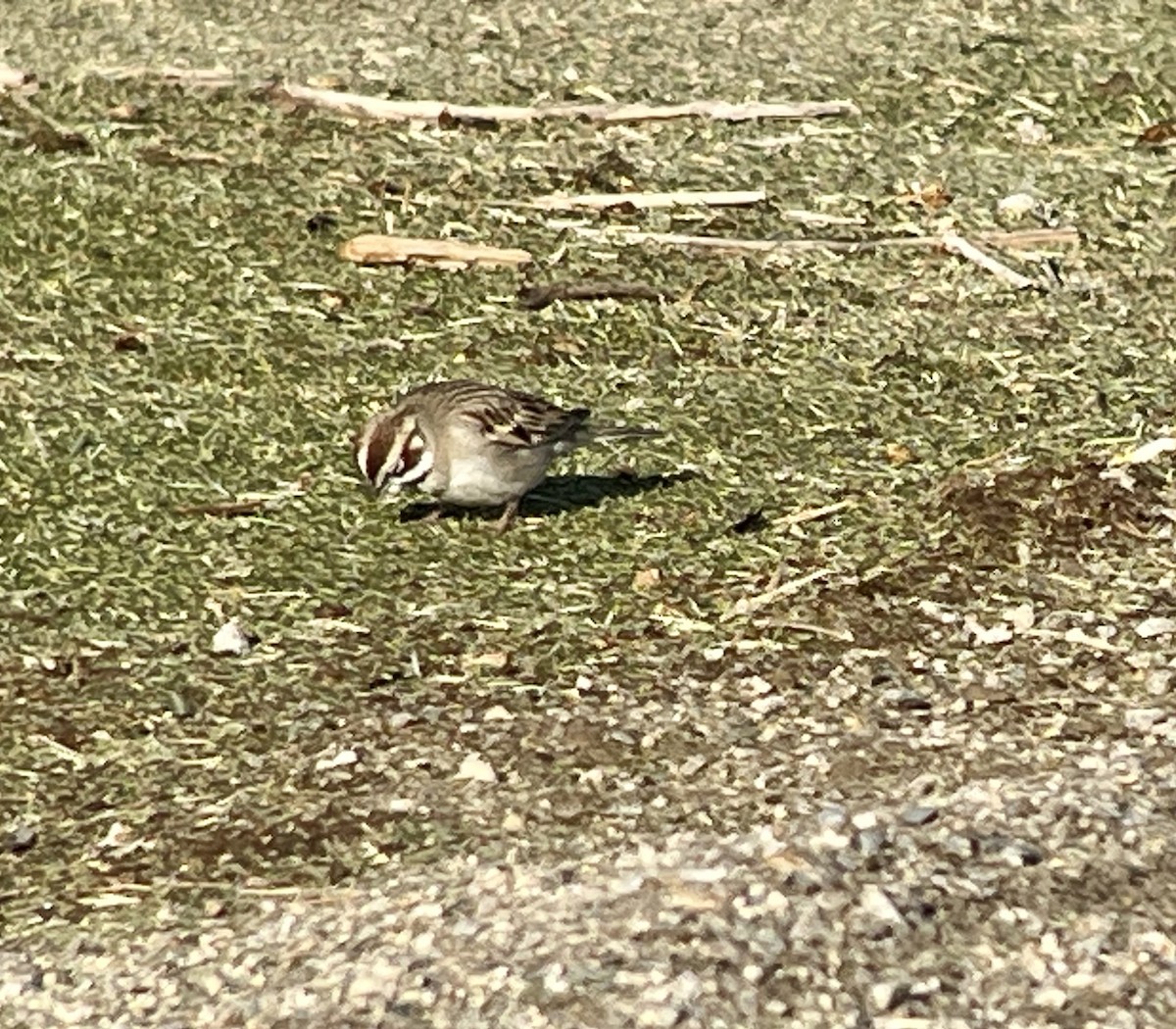 Lark Sparrow - ML633913027