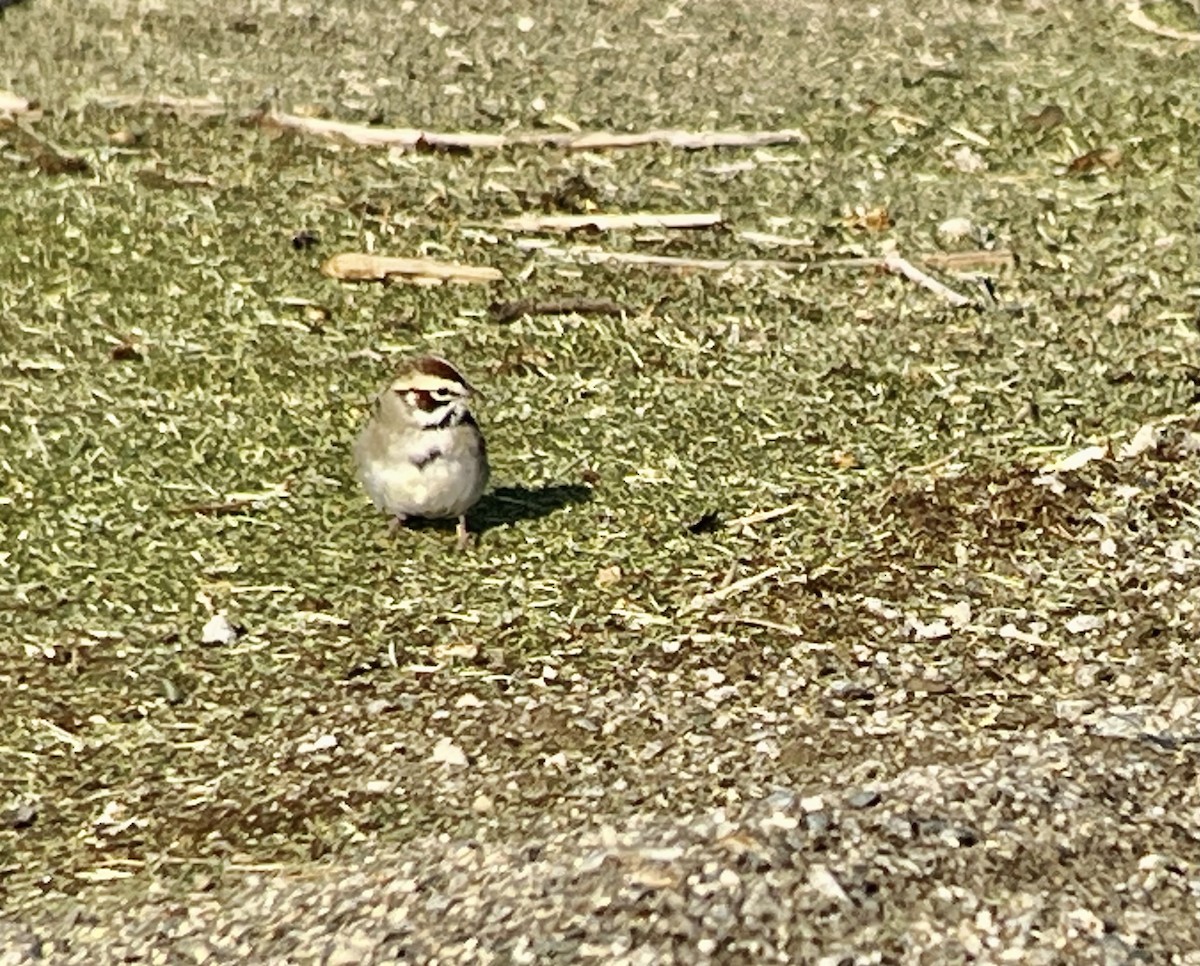 Lark Sparrow - ML633913028