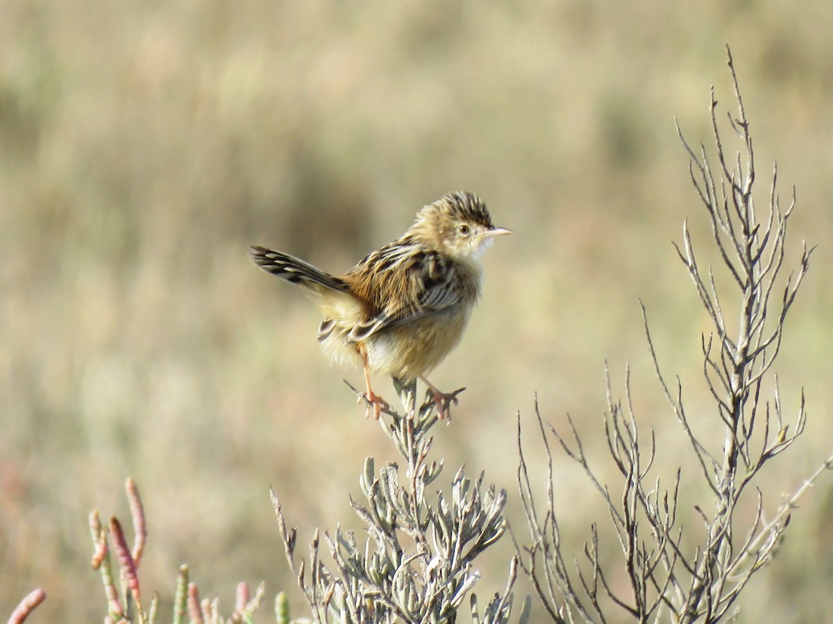 Zitting Cisticola - ML633913095