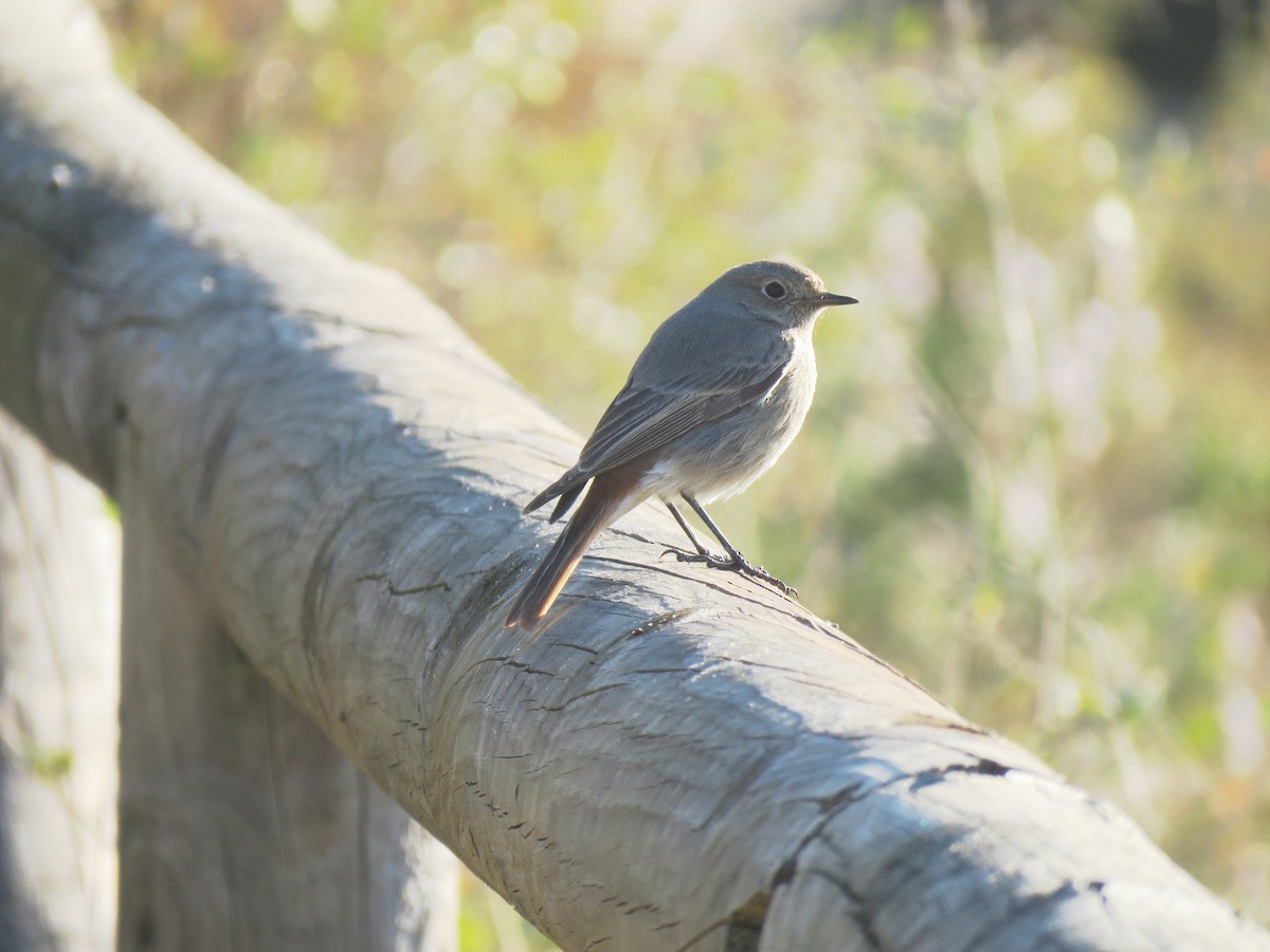 Black Redstart - ML633913140