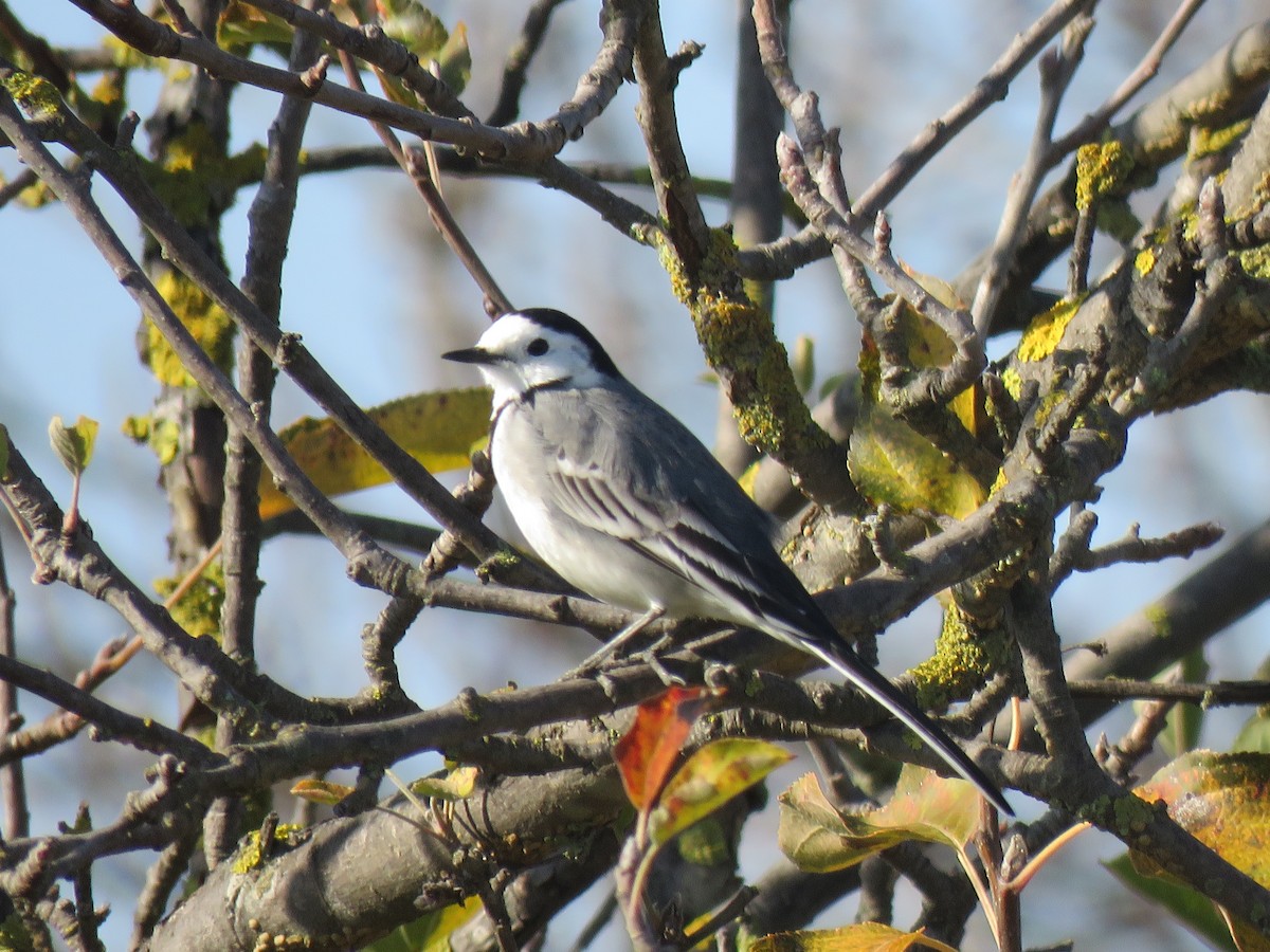 White Wagtail - ML633913223