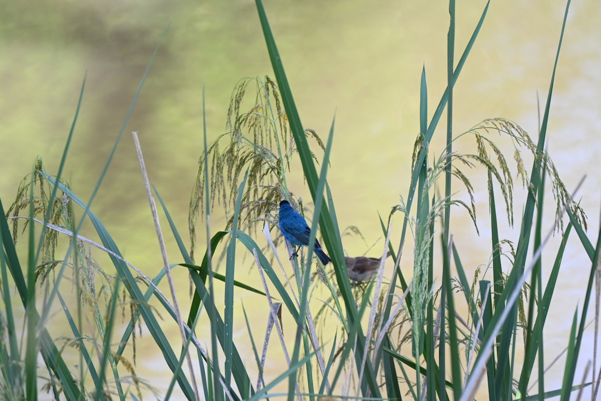 Indigo Bunting - ML633913242