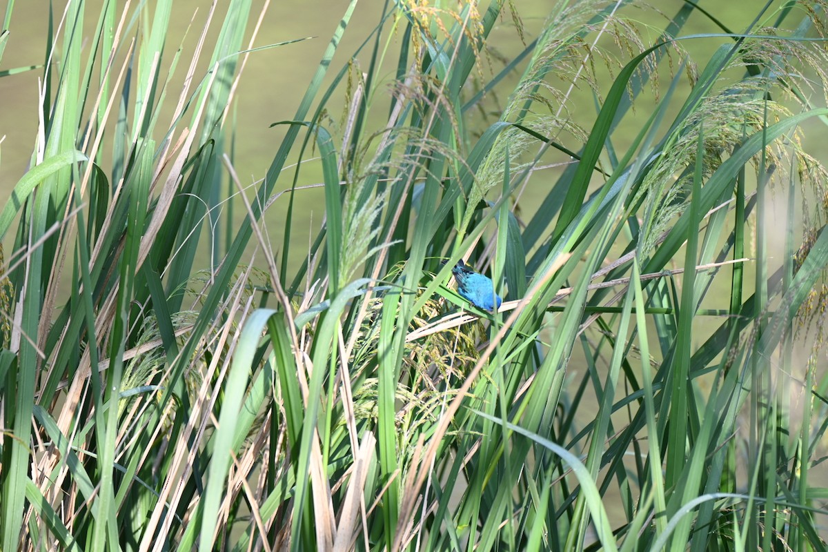 Indigo Bunting - ML633913243