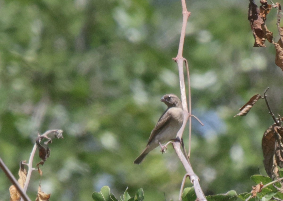 Broad-tailed Paradise-Whydah - ML633913258