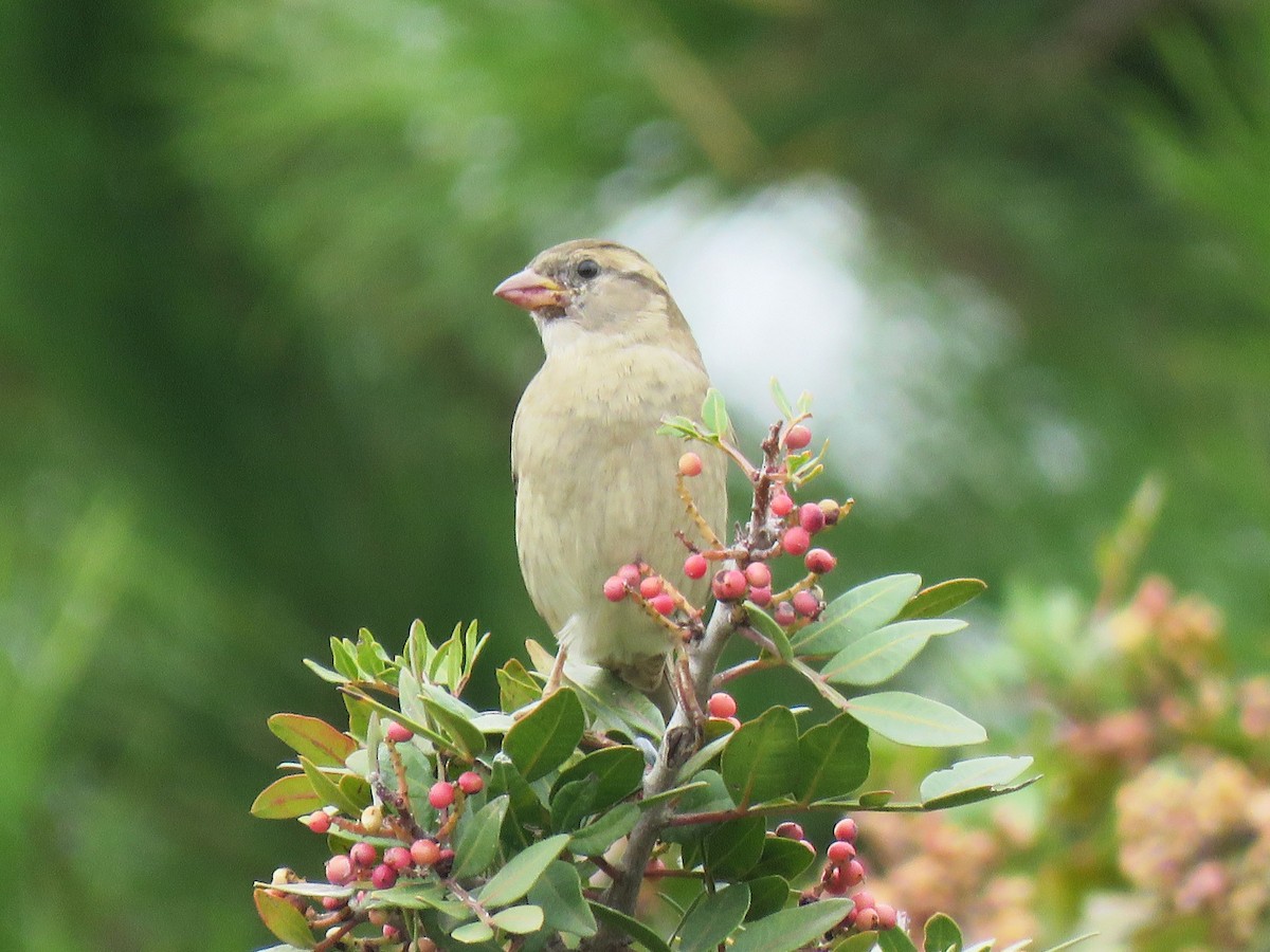House Sparrow - ML633913291