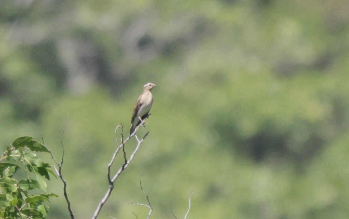 Broad-tailed Paradise-Whydah - ML633913308