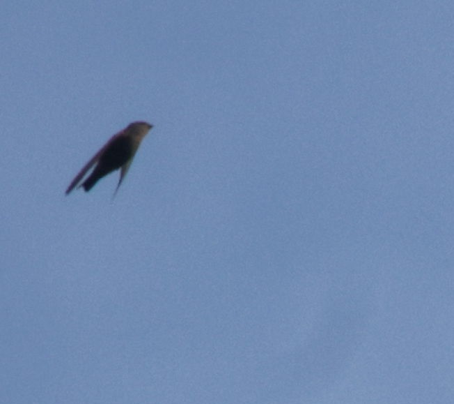 Red-throated Crag-Martin - ML633913447