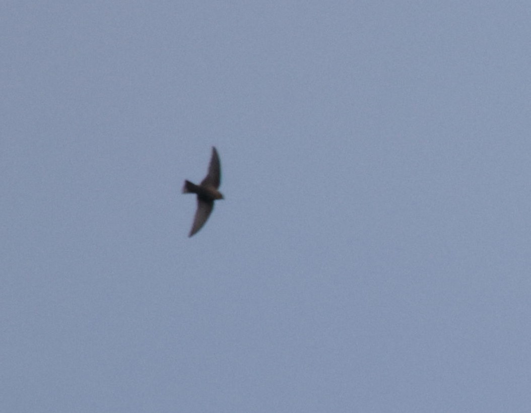 Red-throated Crag-Martin - ML633913448