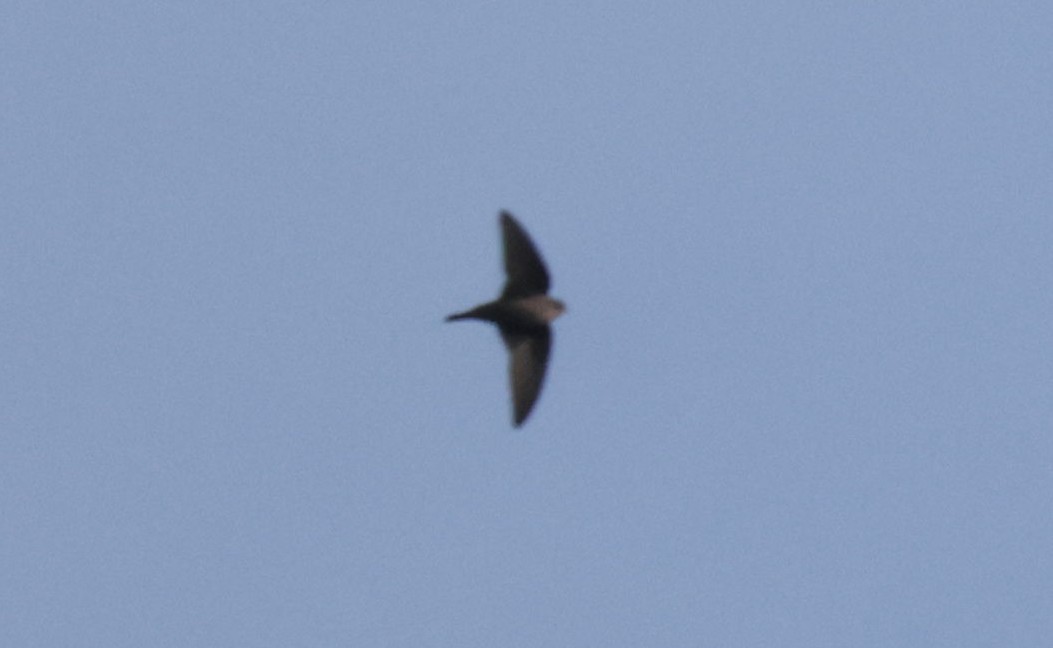 Red-throated Crag-Martin - ML633913449