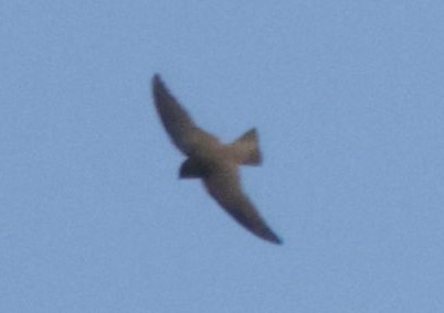 Red-throated Crag-Martin - ML633913450