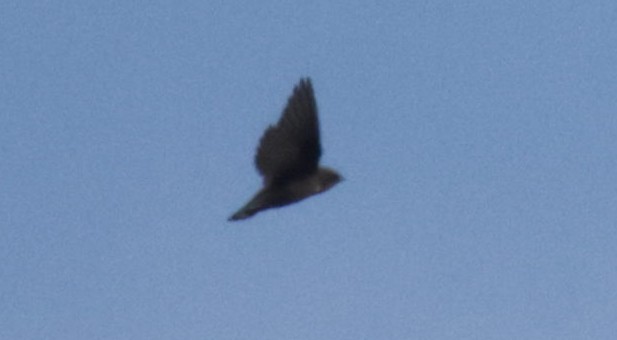 Red-throated Crag-Martin - ML633913451