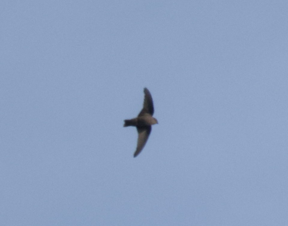 Red-throated Crag-Martin - ML633913452