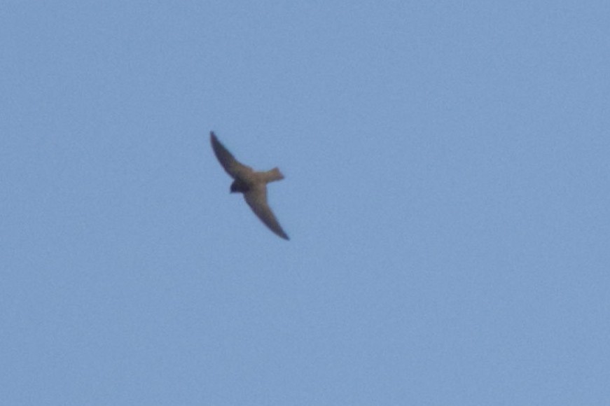 Red-throated Crag-Martin - ML633913453