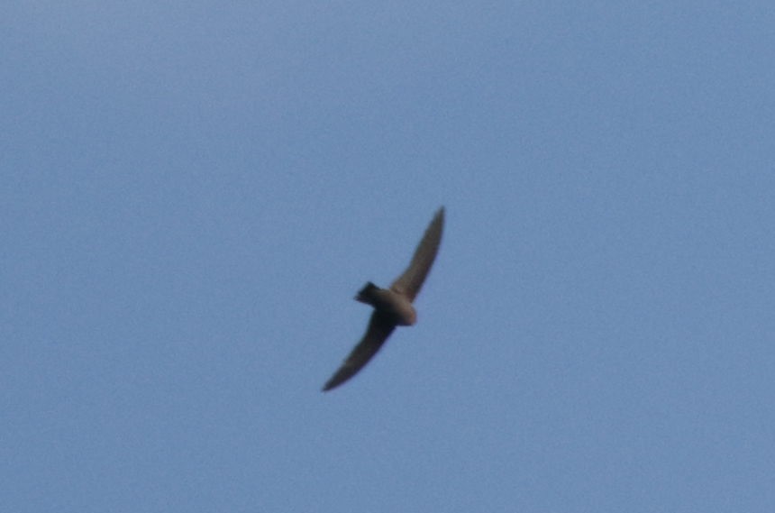 Red-throated Crag-Martin - ML633913454