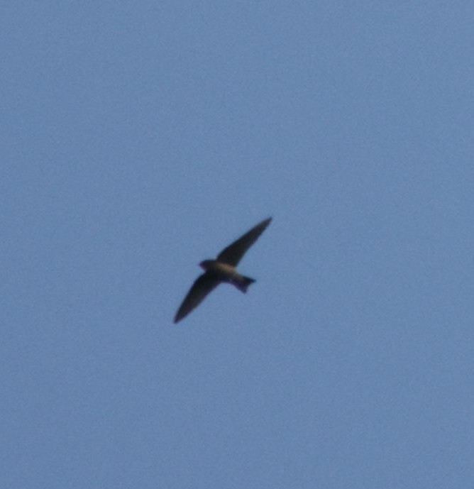 Red-throated Crag-Martin - ML633913455