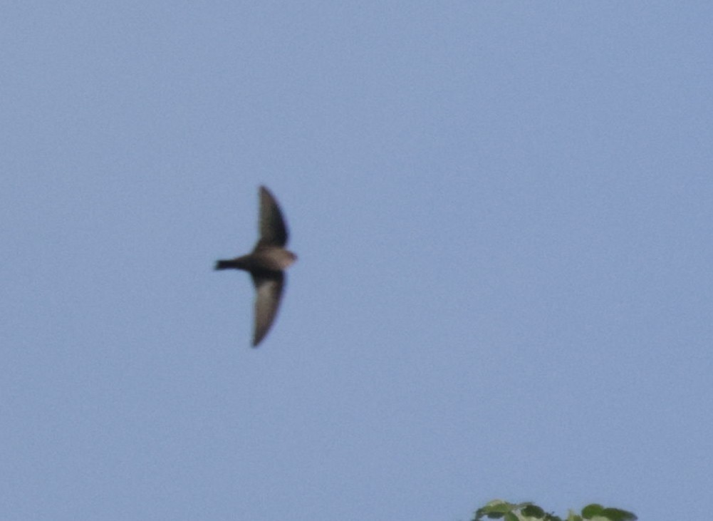 Red-throated Crag-Martin - ML633913456