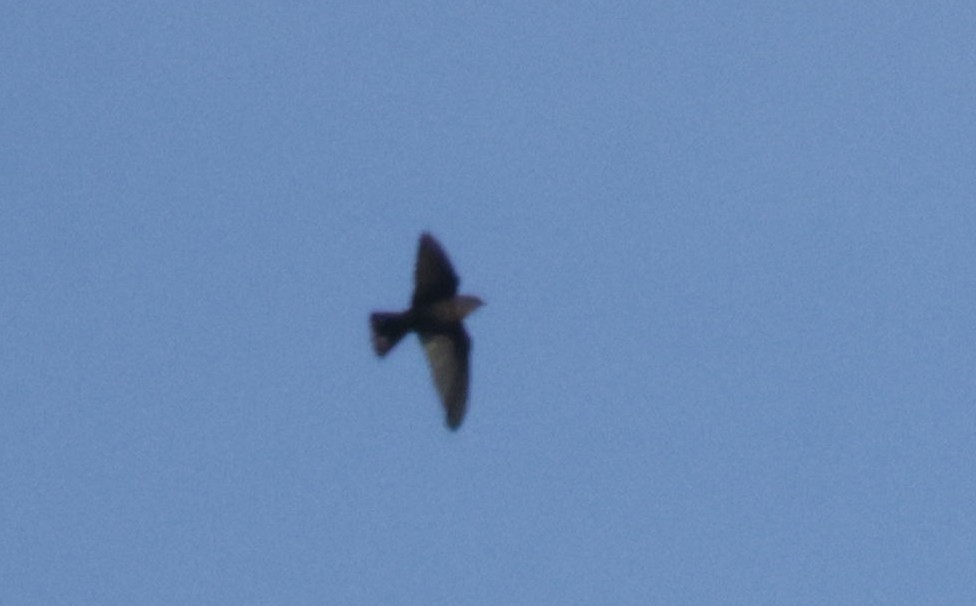 Red-throated Crag-Martin - ML633913457
