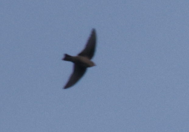 Red-throated Crag-Martin - ML633913472