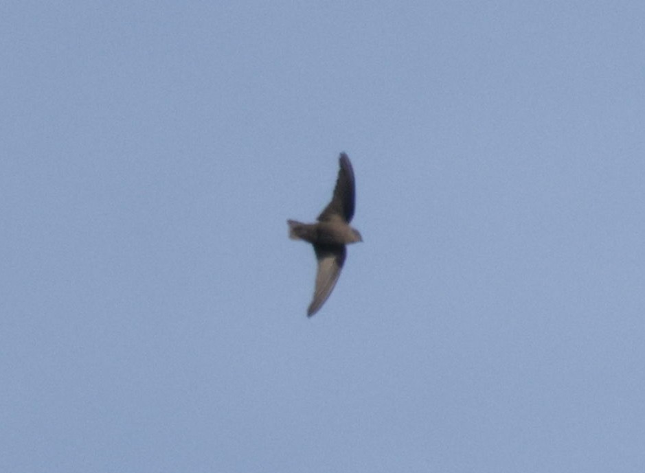 Red-throated Crag-Martin - ML633913473