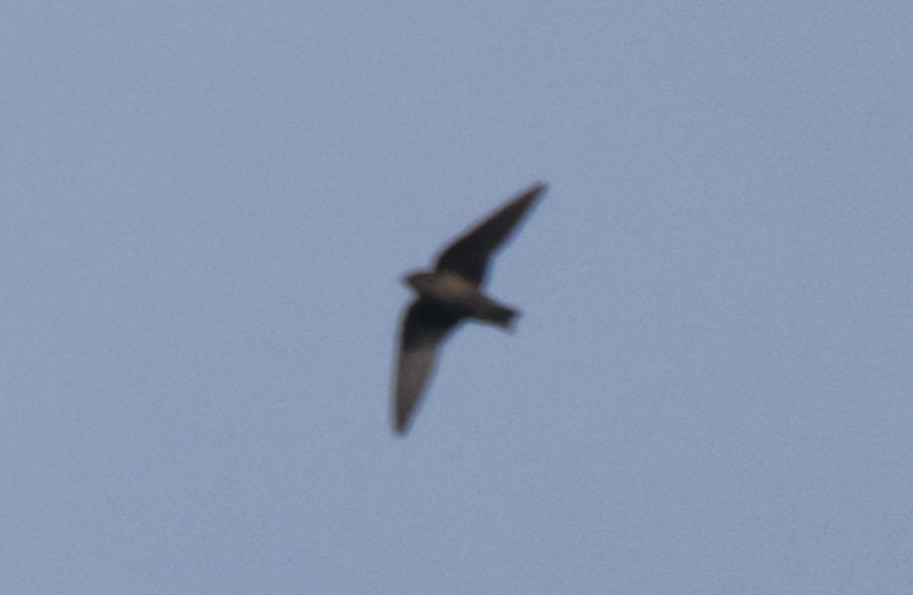 Red-throated Crag-Martin - ML633913474