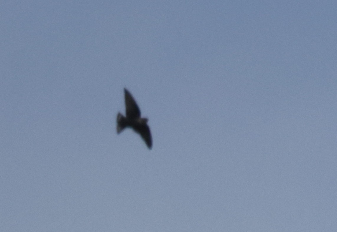 Red-throated Crag-Martin - ML633913475